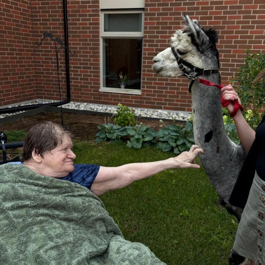 A resident reaches out to greet a grey alpaca on the lawn