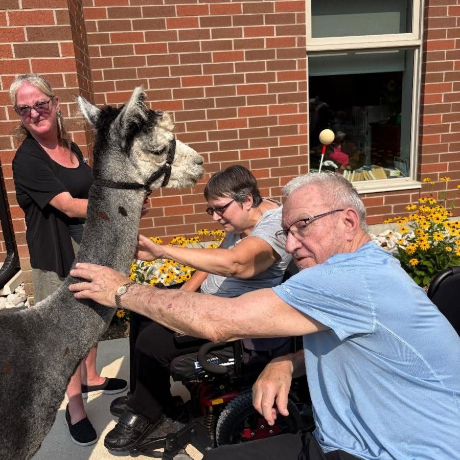 Residents pet a grey alpaca outside the Village
