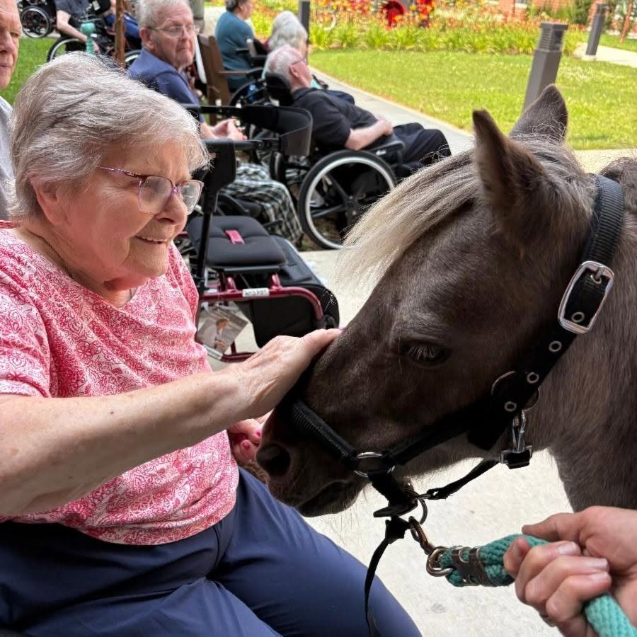 A resident reaches out to the miniature pony