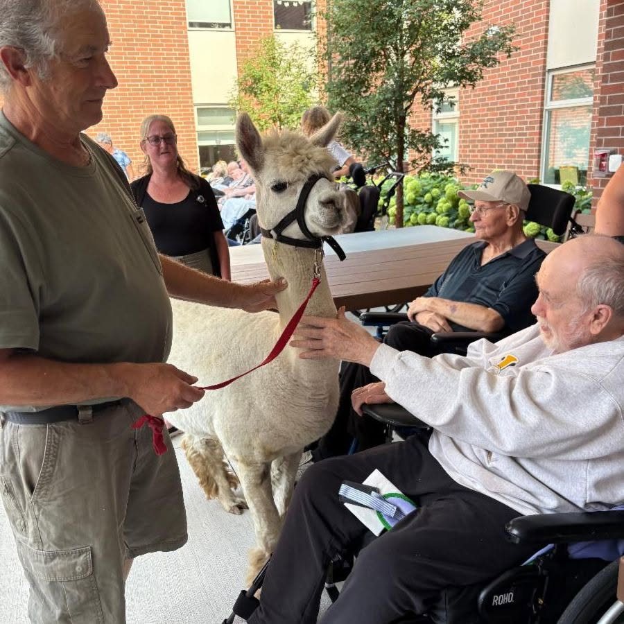 A handler leads a white alpaca over to meet residents